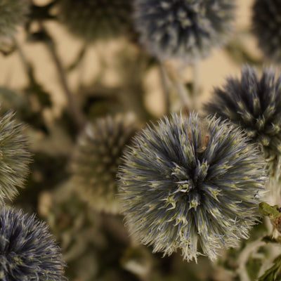 Séché Echinops Natural Blue