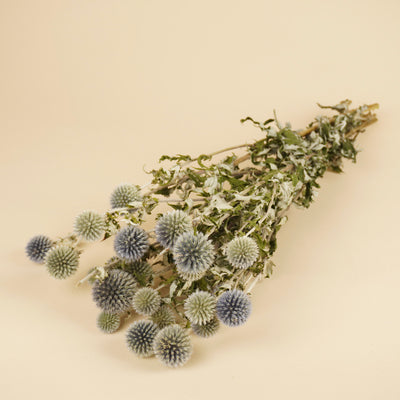 Séché Echinops Natural Blue