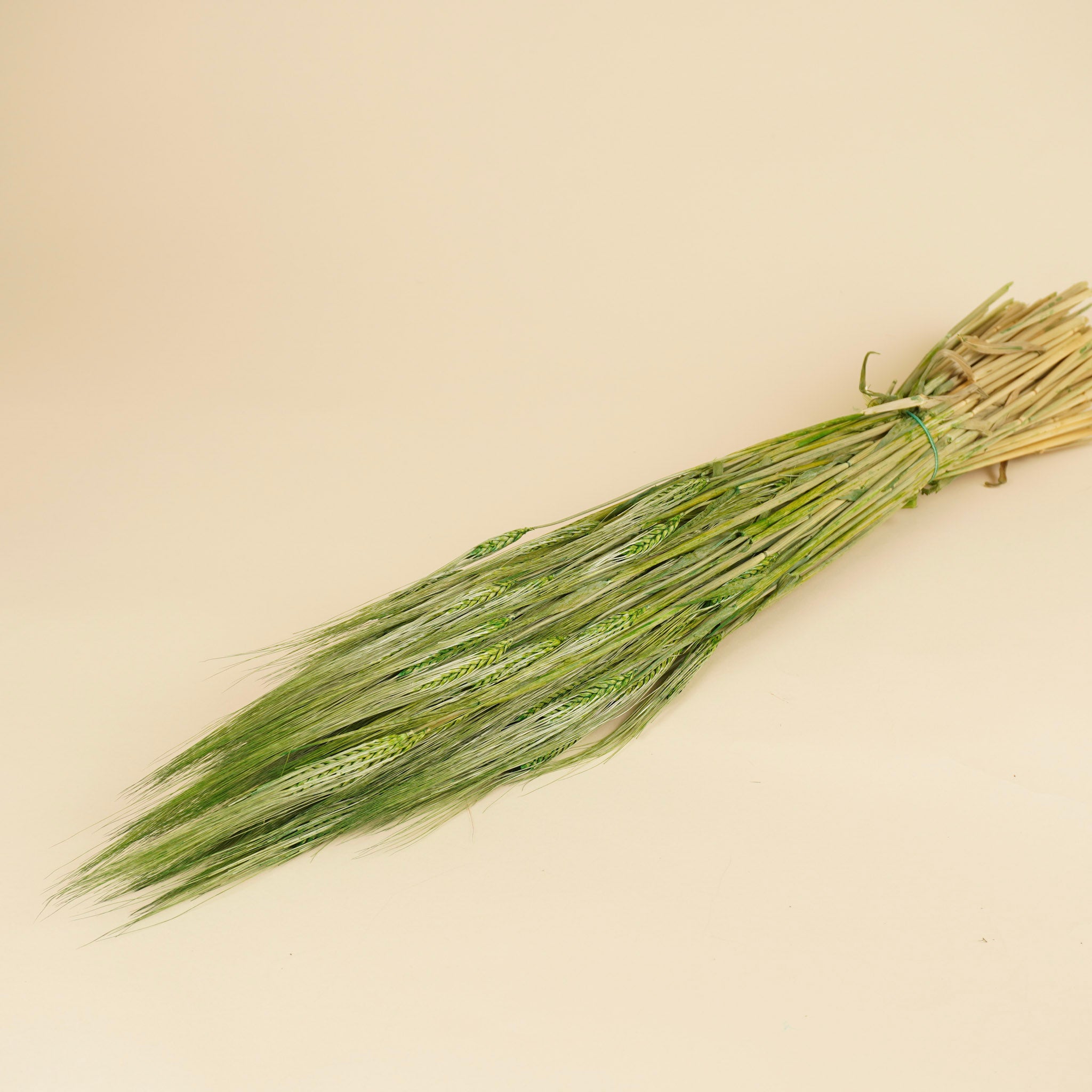 Green d'orge 70 cm