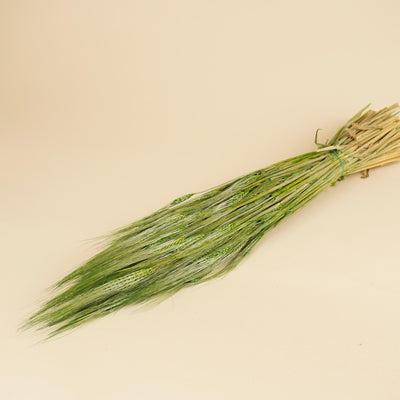 Gerstengrün 70 cm