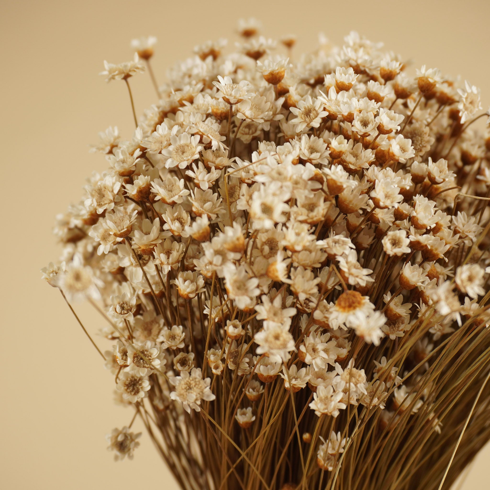 Glixia (fleur d'étoile) blanc séché naturel