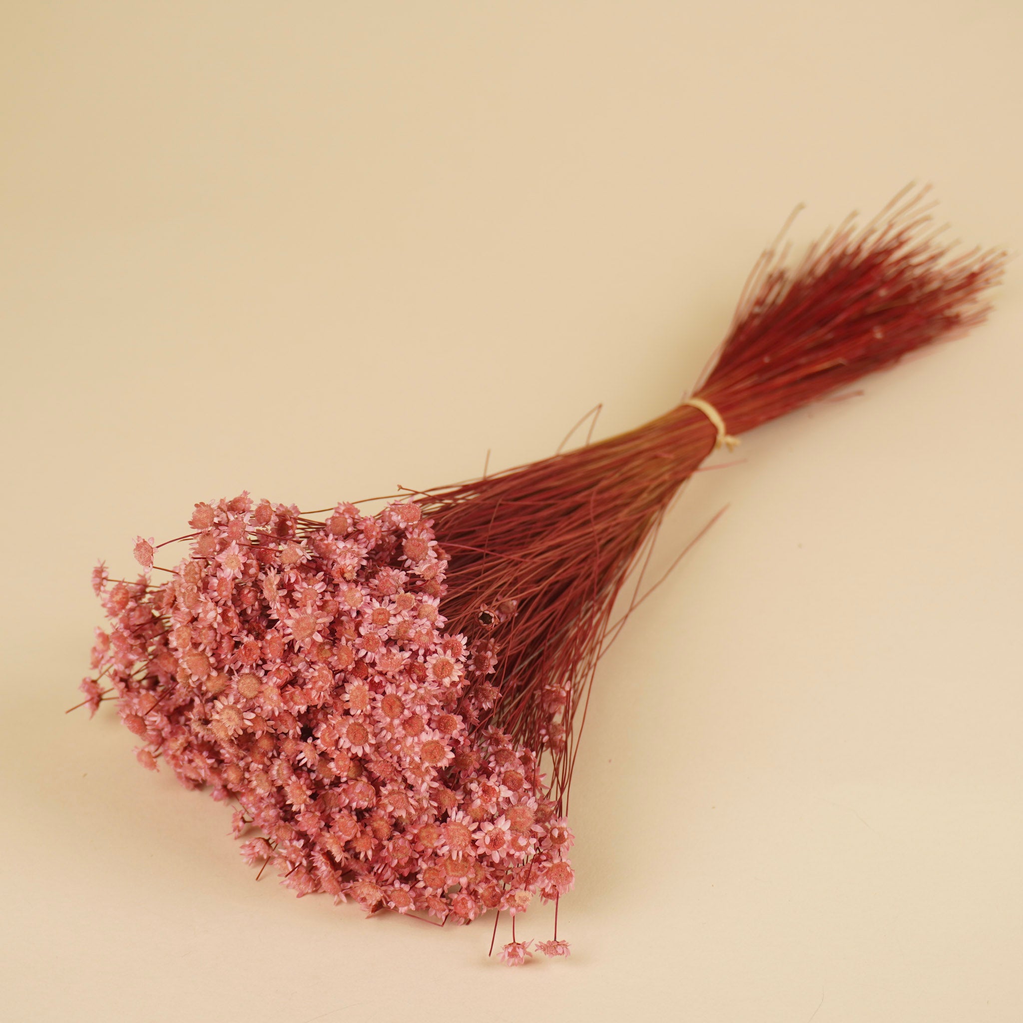 Glixia blanchi rose (fleur d'étoile)