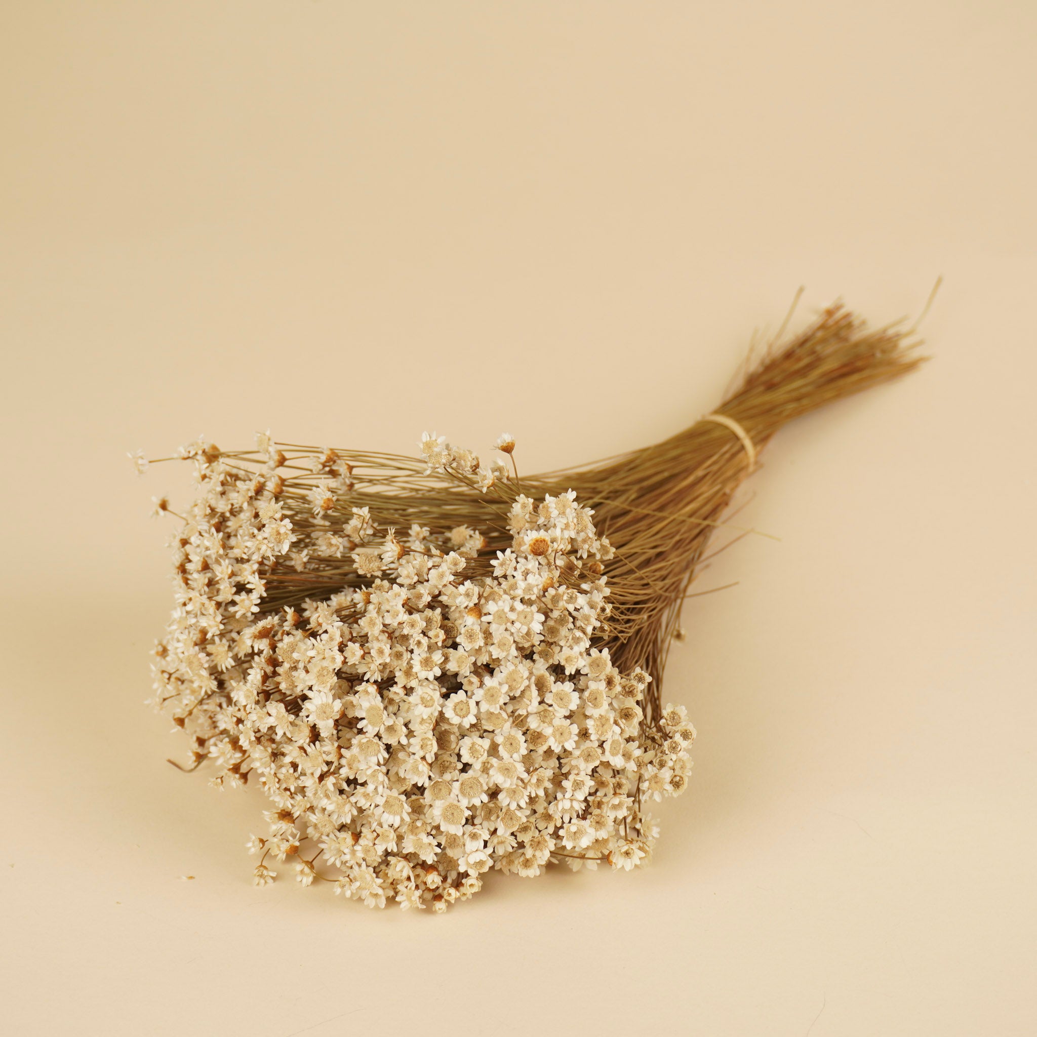 Glixia (fleur d'étoile) blanc séché naturel