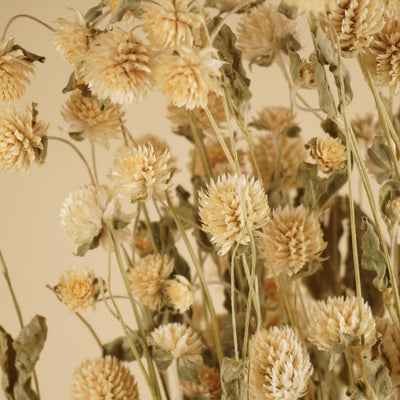 Gomphrena séché blanc