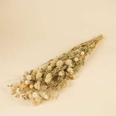 Gomphrena séché blanc