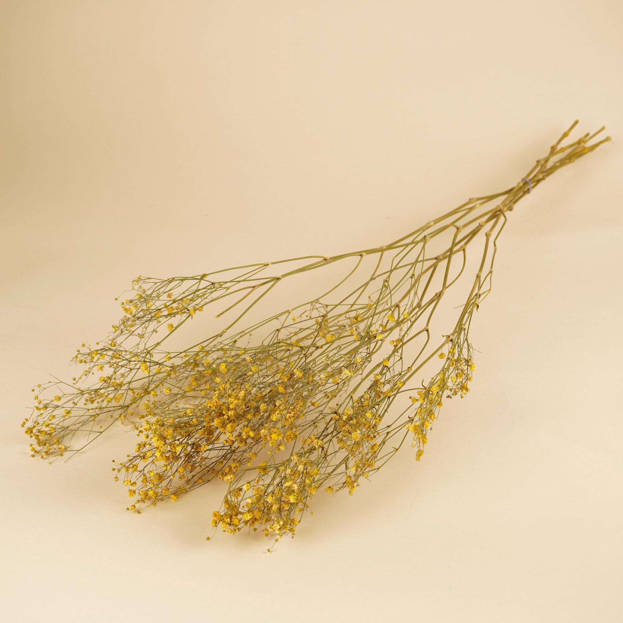 GIPSPRUIND (Gypsophilia) peint jaune séché