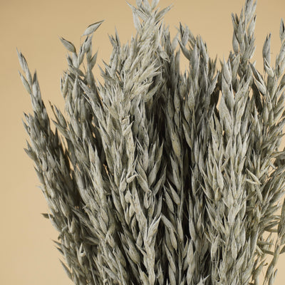 Avoine séchée gris lavage coloré