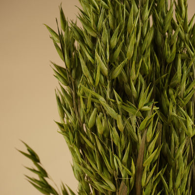 Gedroogde haver (avena) – groen