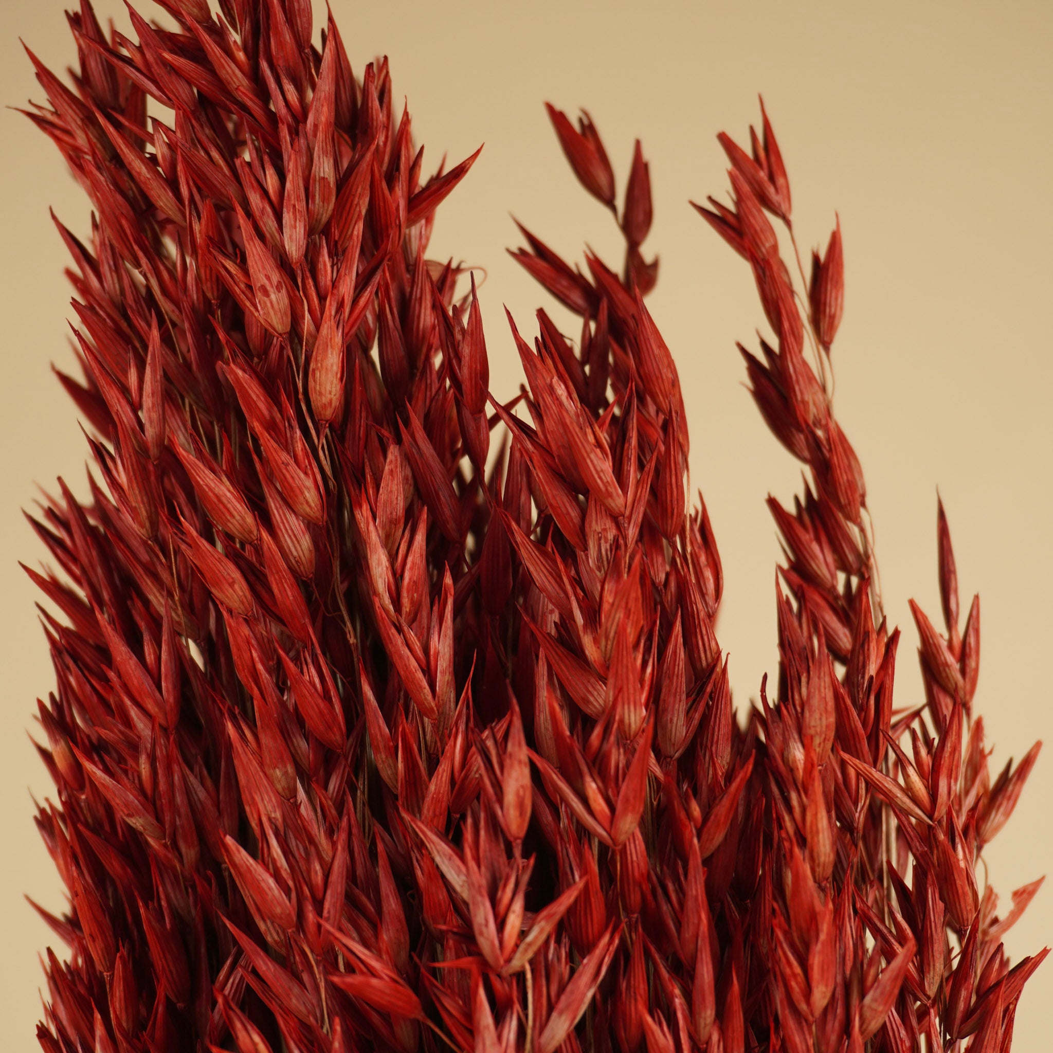 Getrocknete Hafer Avena Rot