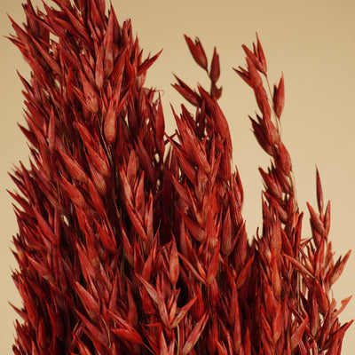 Avoine séchée avena rouge