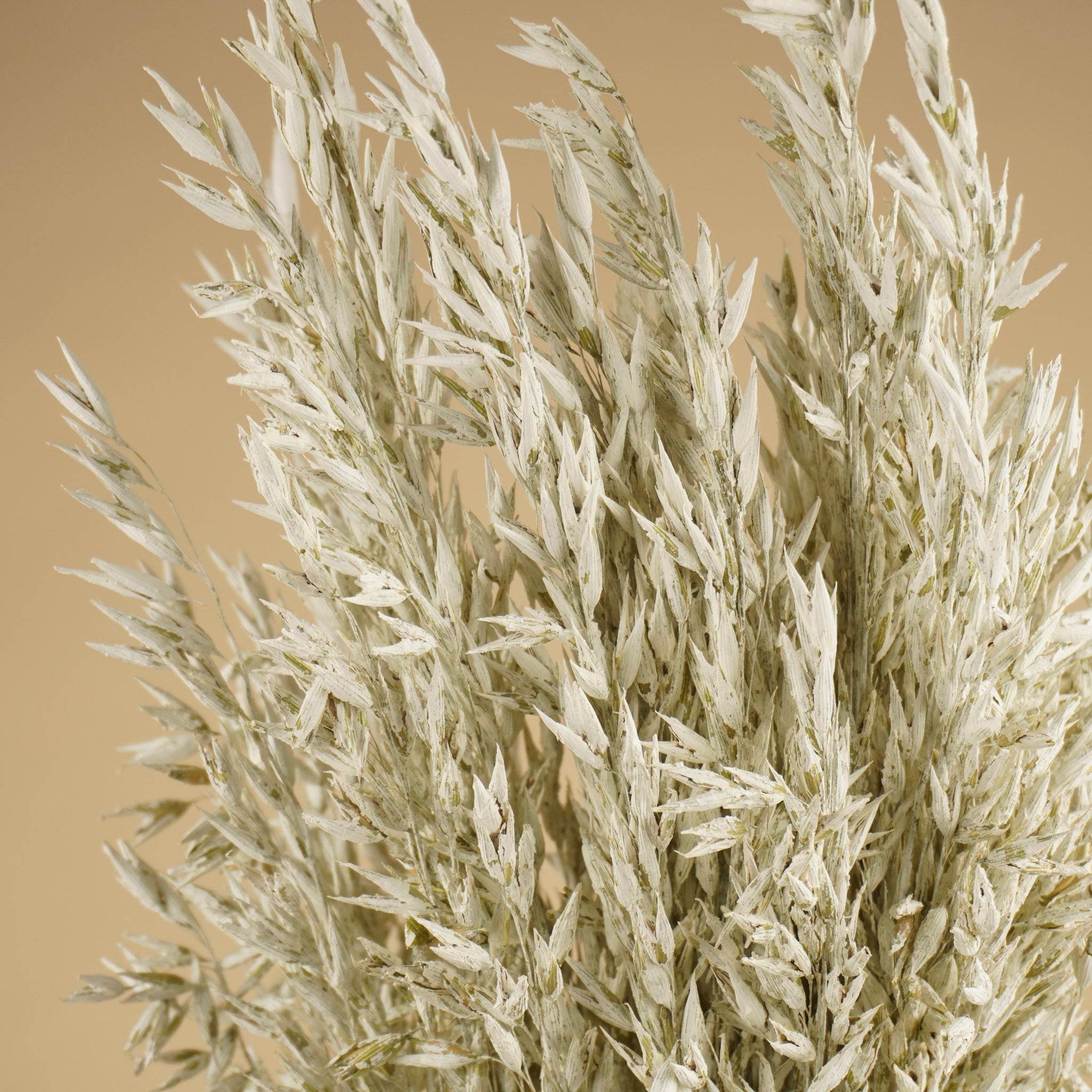 Gedroogde haver (avena) – white wash