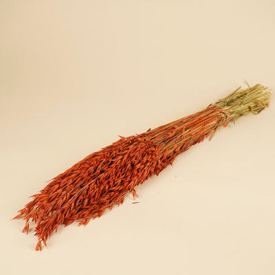 Avoine séchée (avena) couleur orange