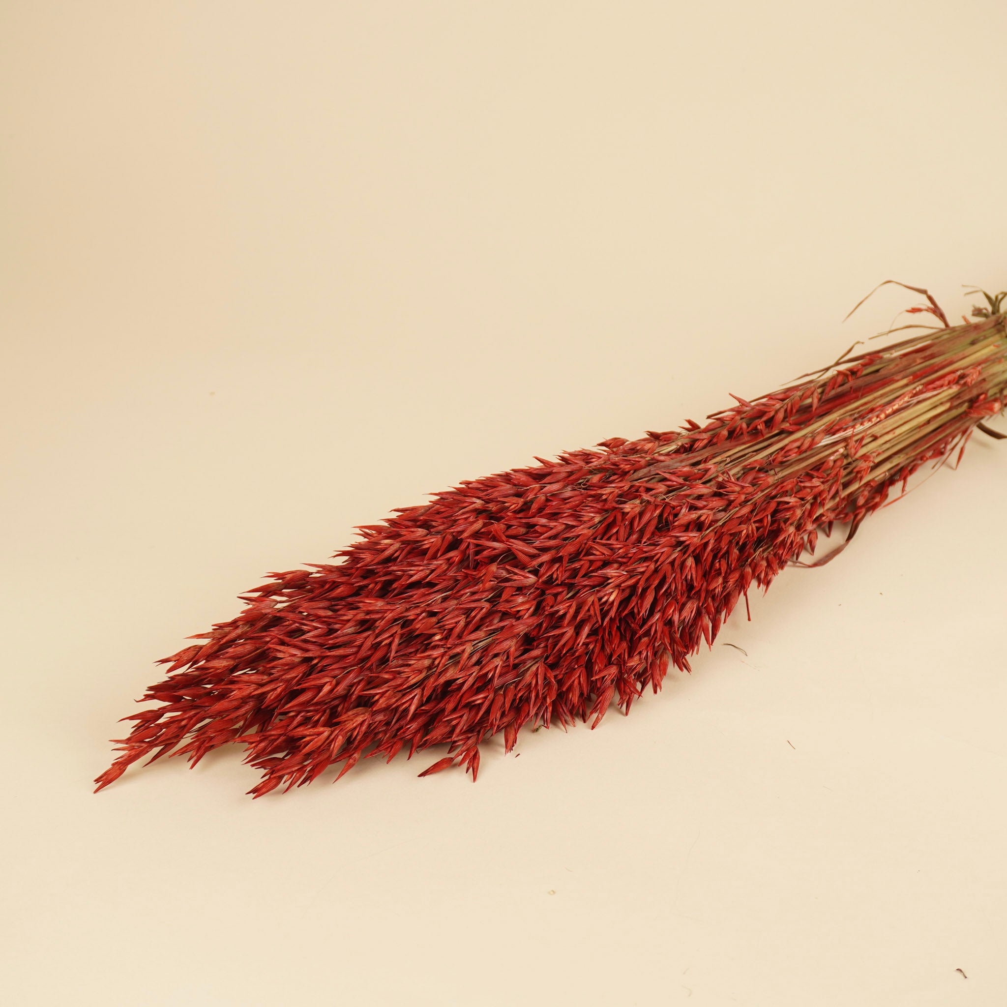 Getrocknete Hafer Avena Rot