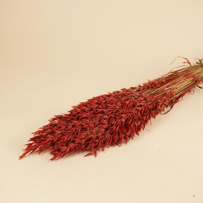 Avoine séchée avena rouge