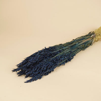 Avoine séchée couleur bleu foncé