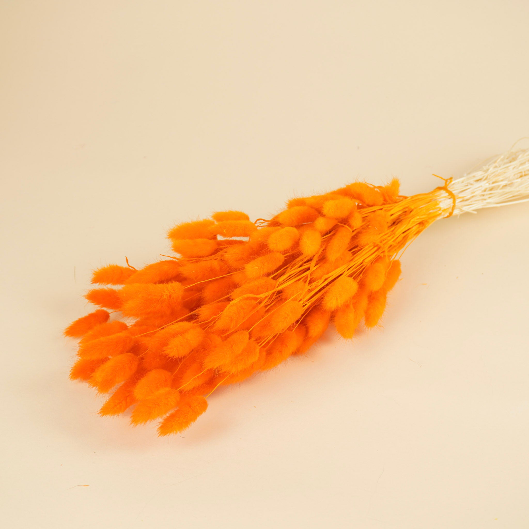 Dried Lagurus Ovatus Oranje