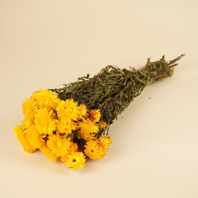 Helichrysum séché jaune