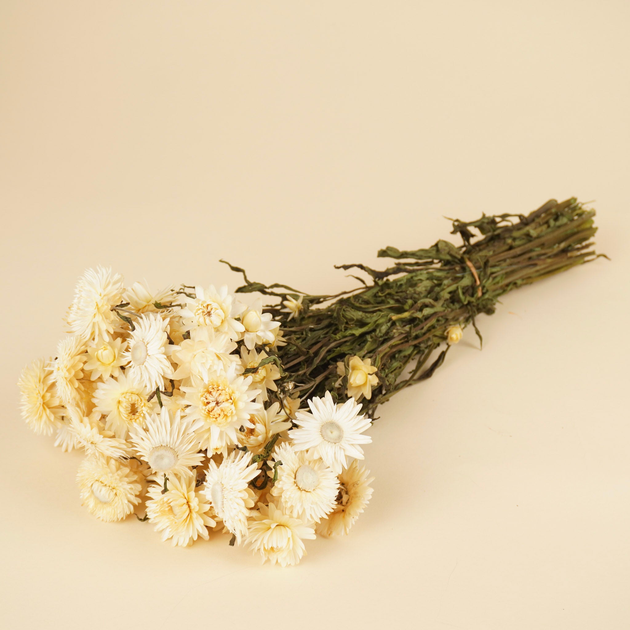 Helichrysum séché blanc