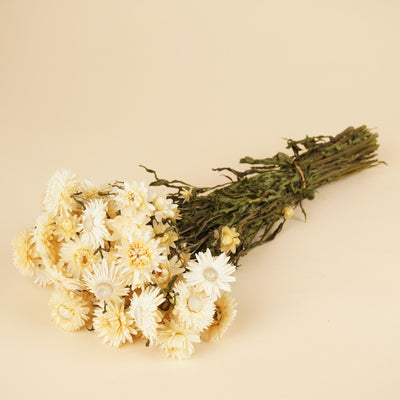 Helichrysum séché blanc