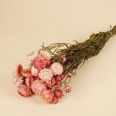 Saumon d'hélichrysum séché