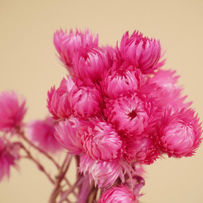 Helichrysum vestim rose