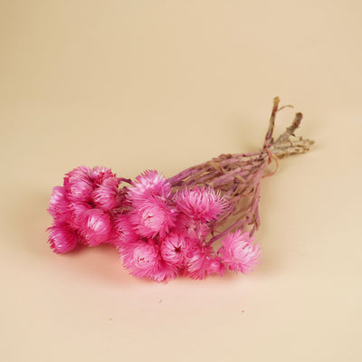 Helichrysum vestim rose
