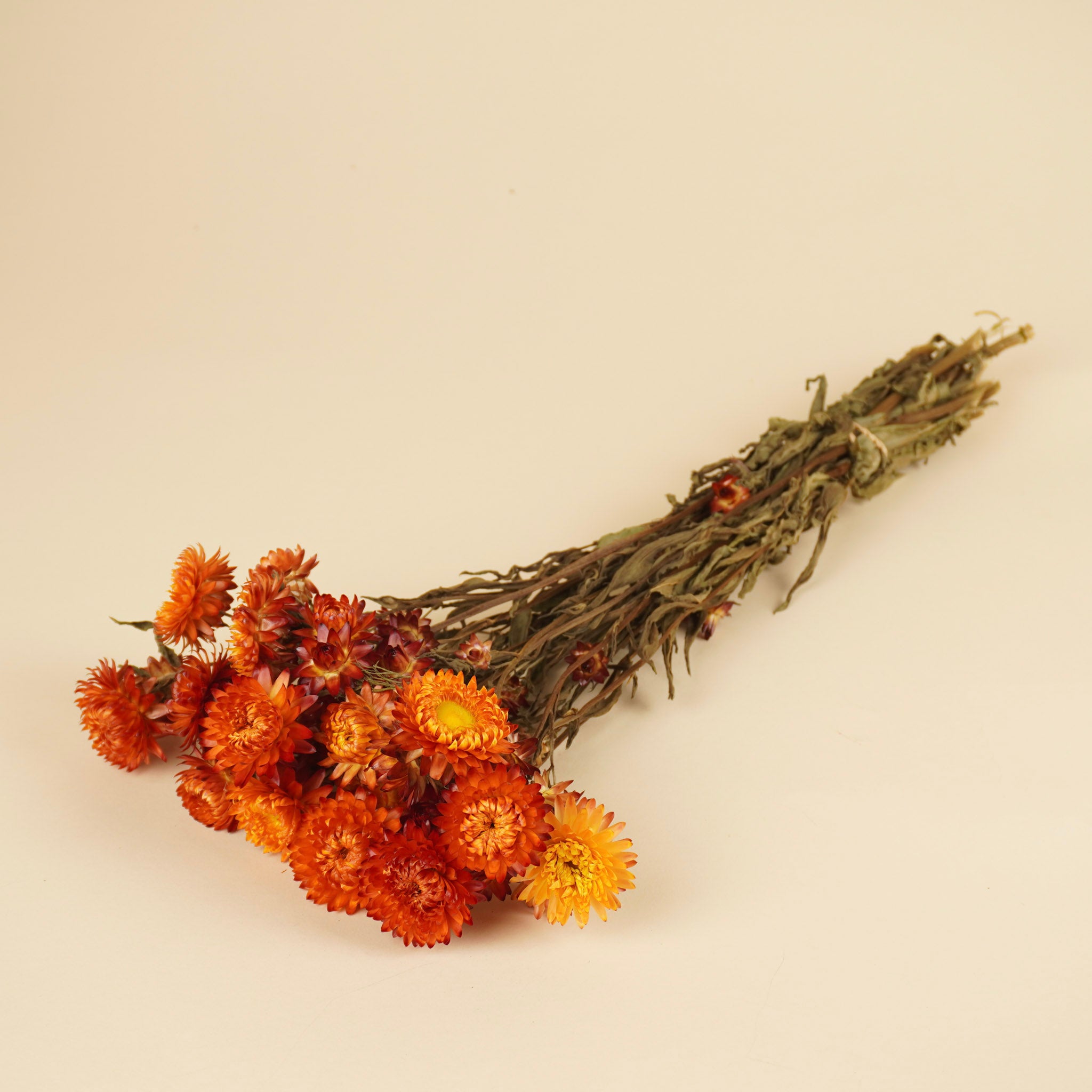 Dried helichrysum orange yellow