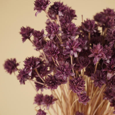 Hill Flower dried lilac