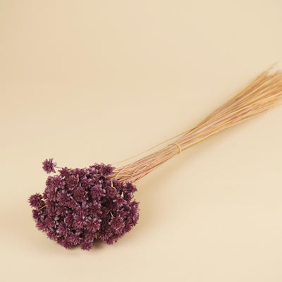 Hill Flower dried lilac