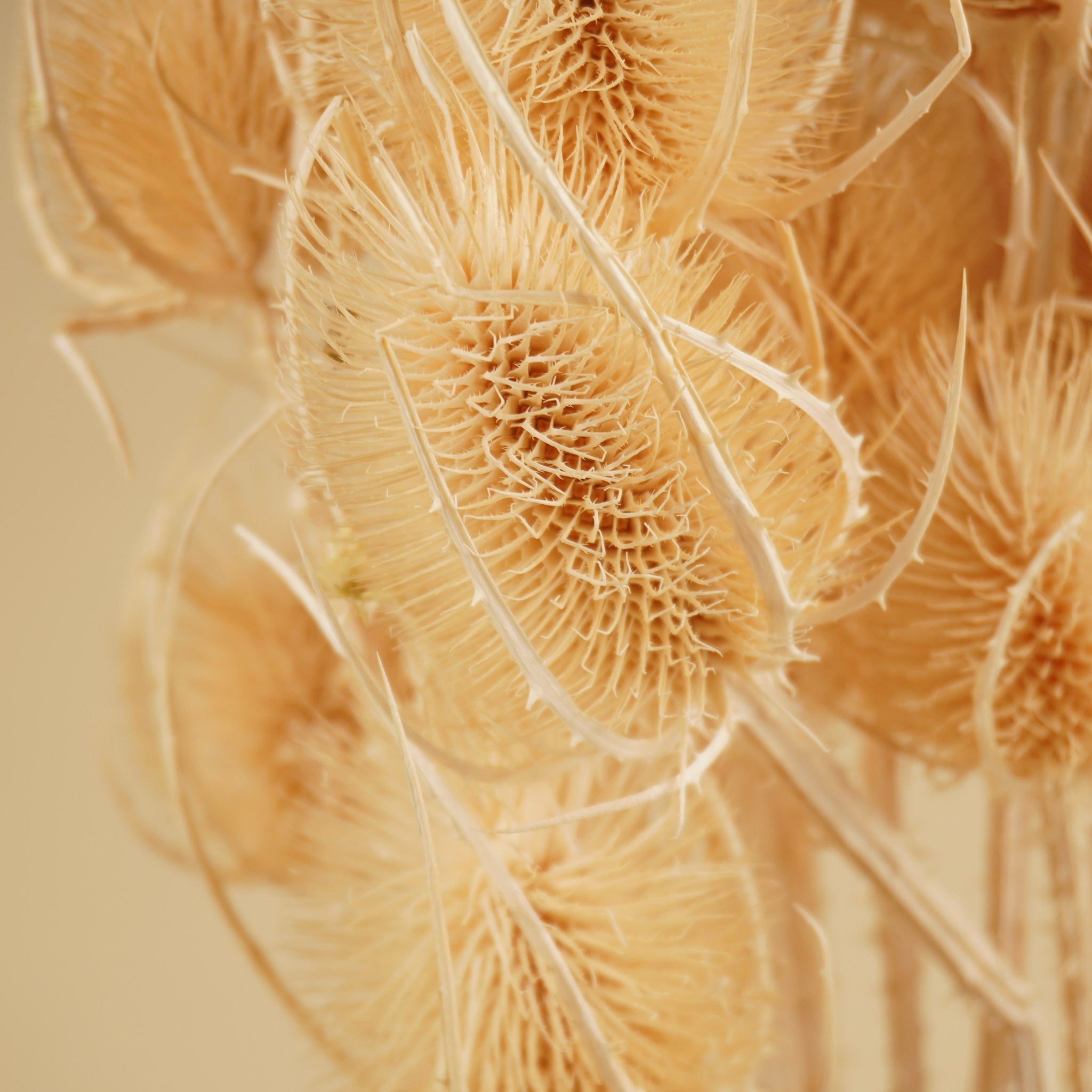 Cardoen Distel séché et blanchi
