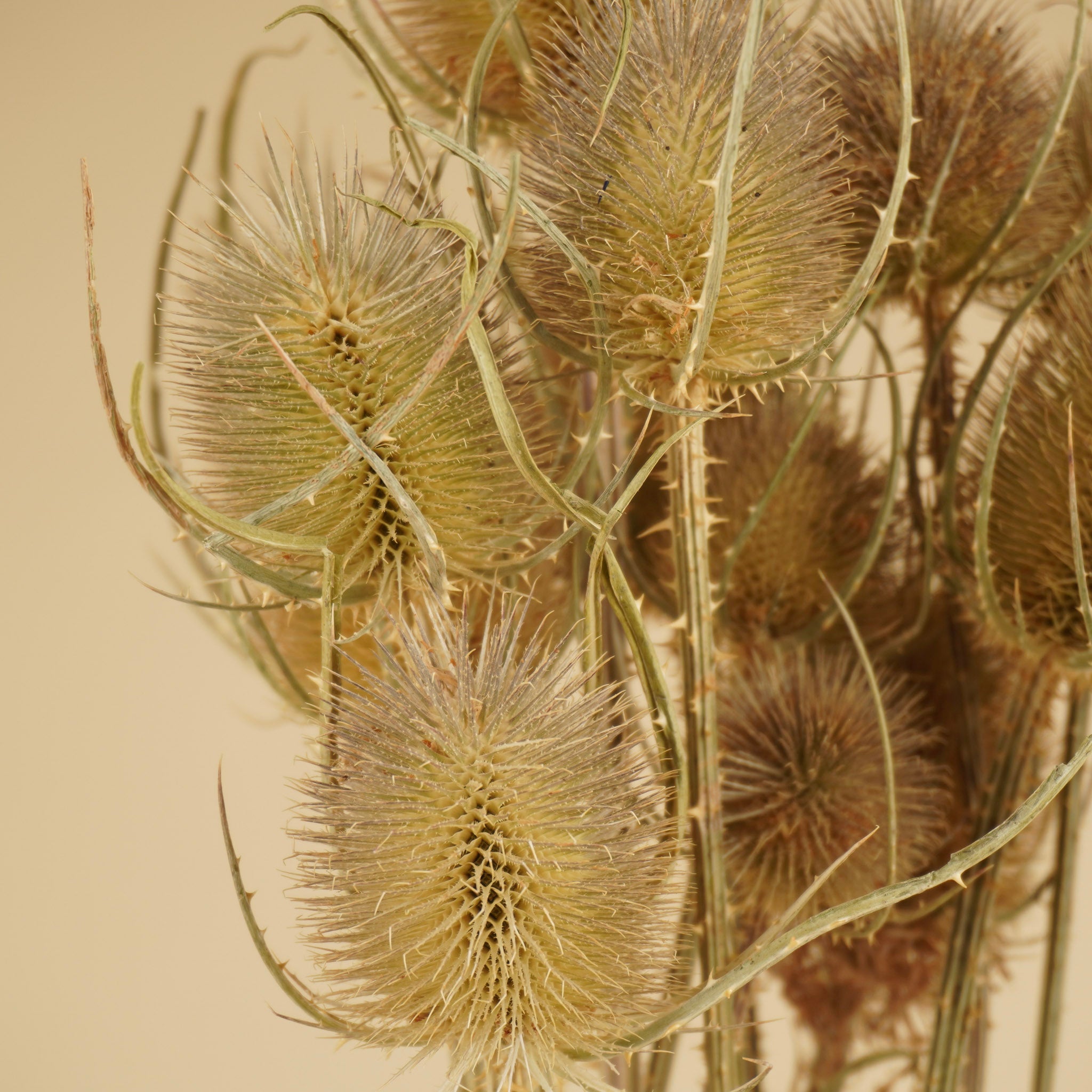 Cardoon séché Distel Natural Brown