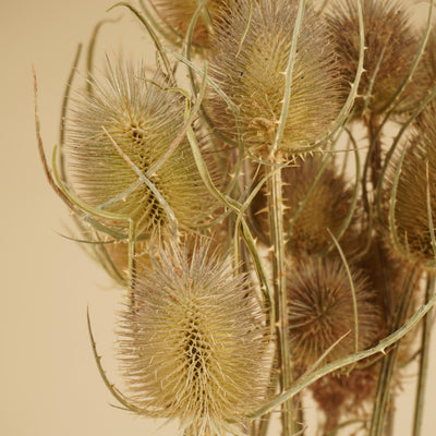 Cardoon séché Distel Natural Brown