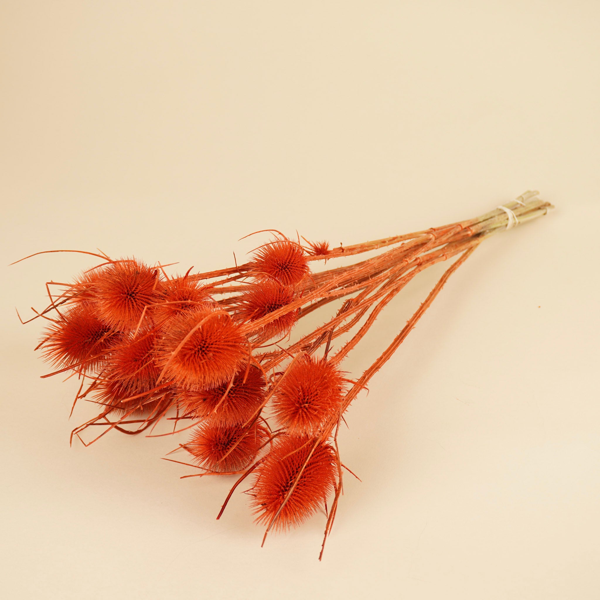 Getrocknete Cardoon Distel Oranje gemalt
