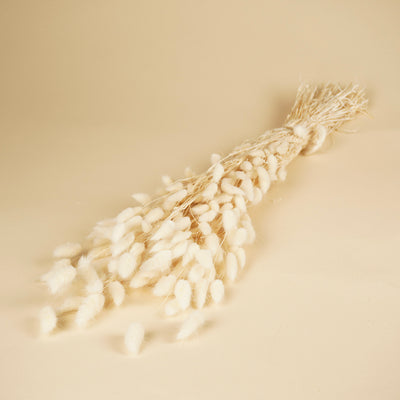 Dried Lagurus Ovatus bleached