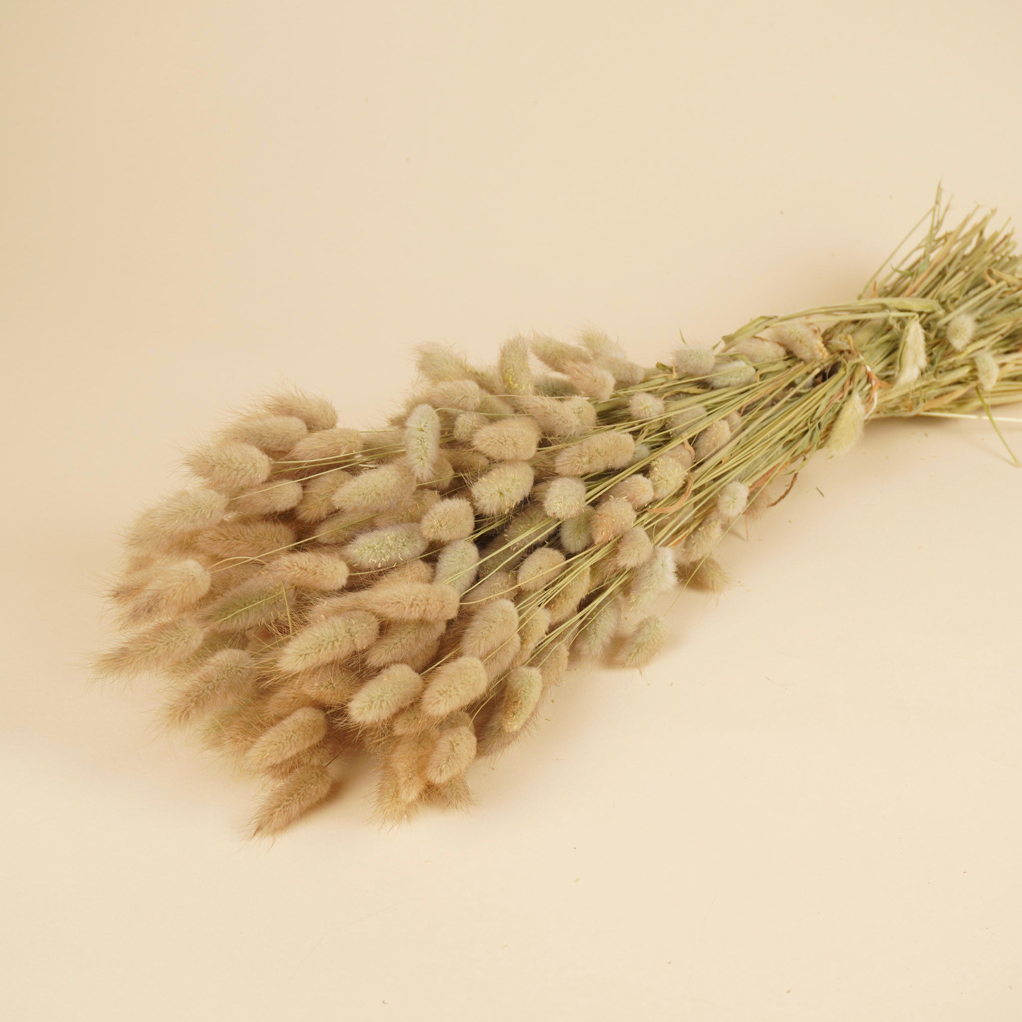 Dried Lagurus Ovatus (Hazenstaart)