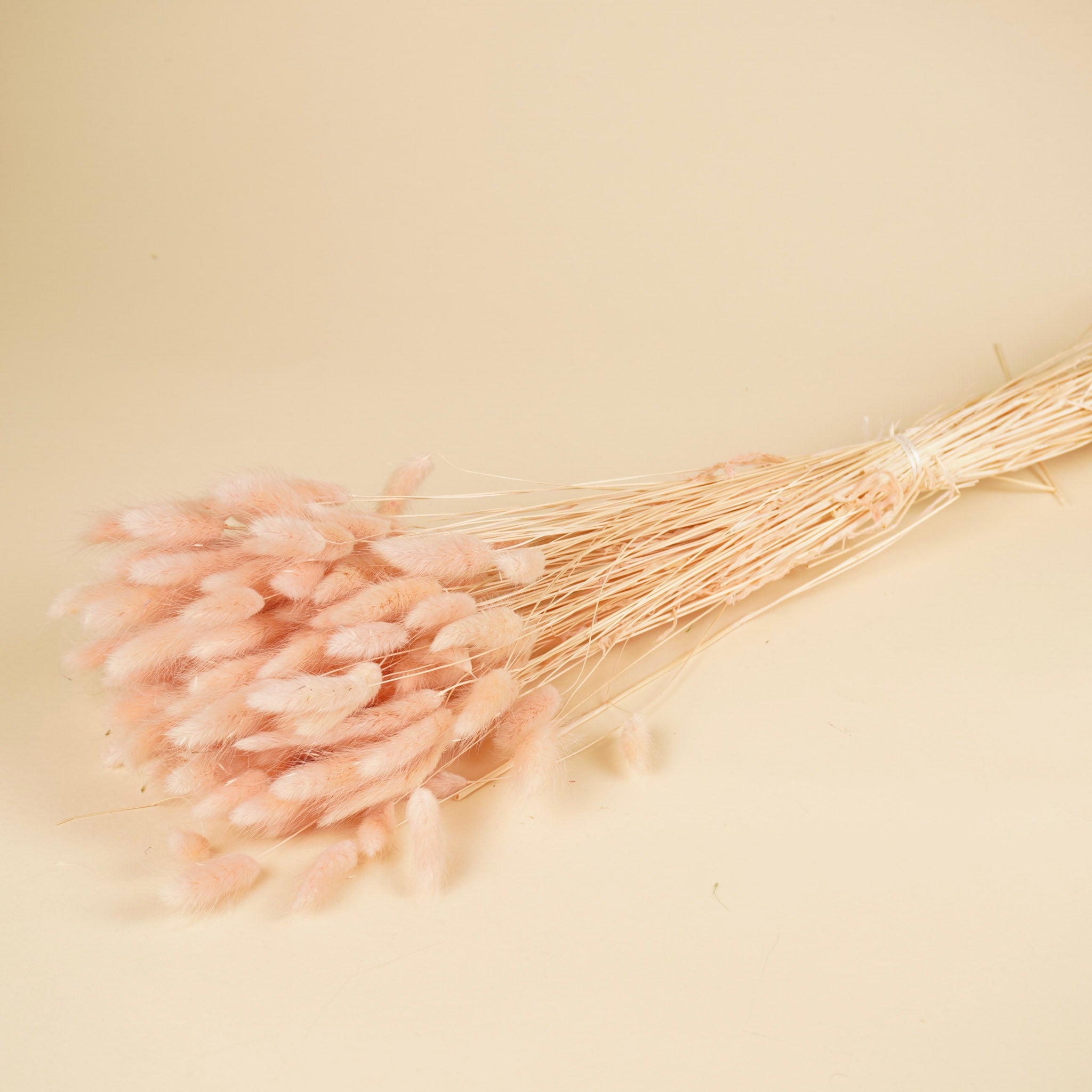 Legurus séché ovatus rose clair