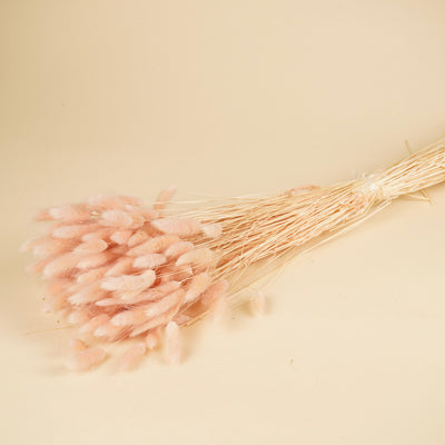 Legurus séché ovatus rose clair
