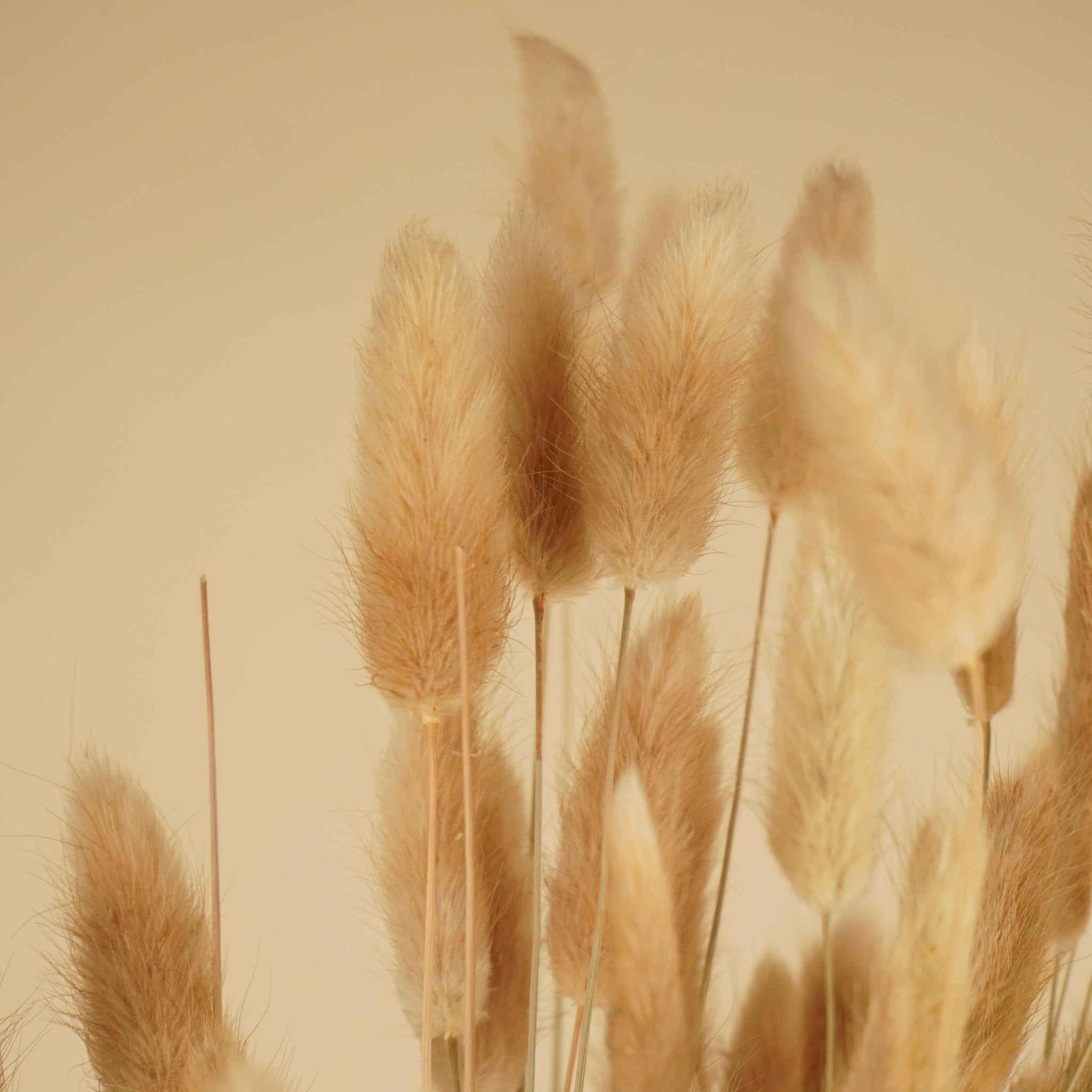 Lagurus ovatus naturel Tuftje