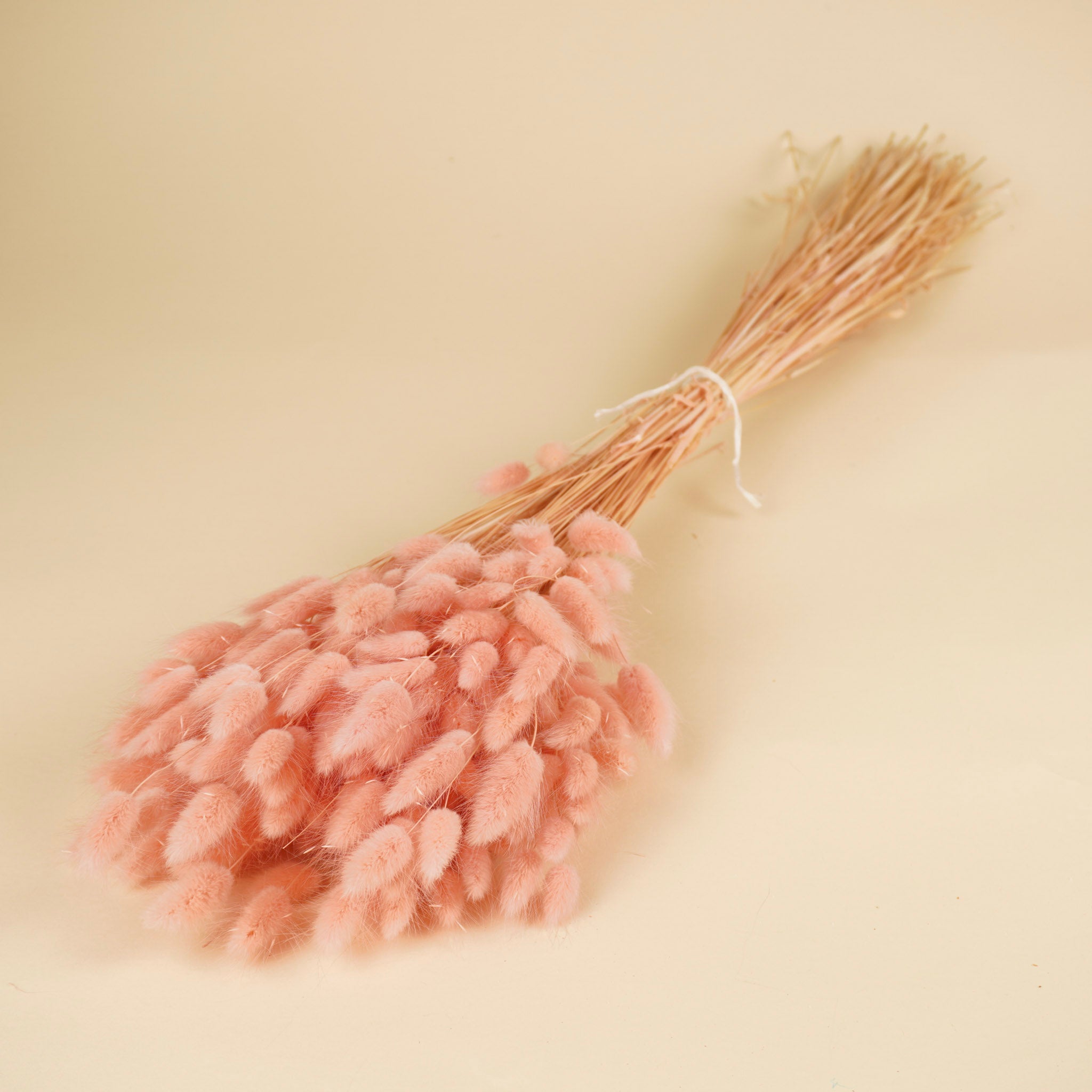Getrockneter Lagurus ovatus rosa