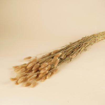 Lagurus Ovatus Naturel Tuftje
