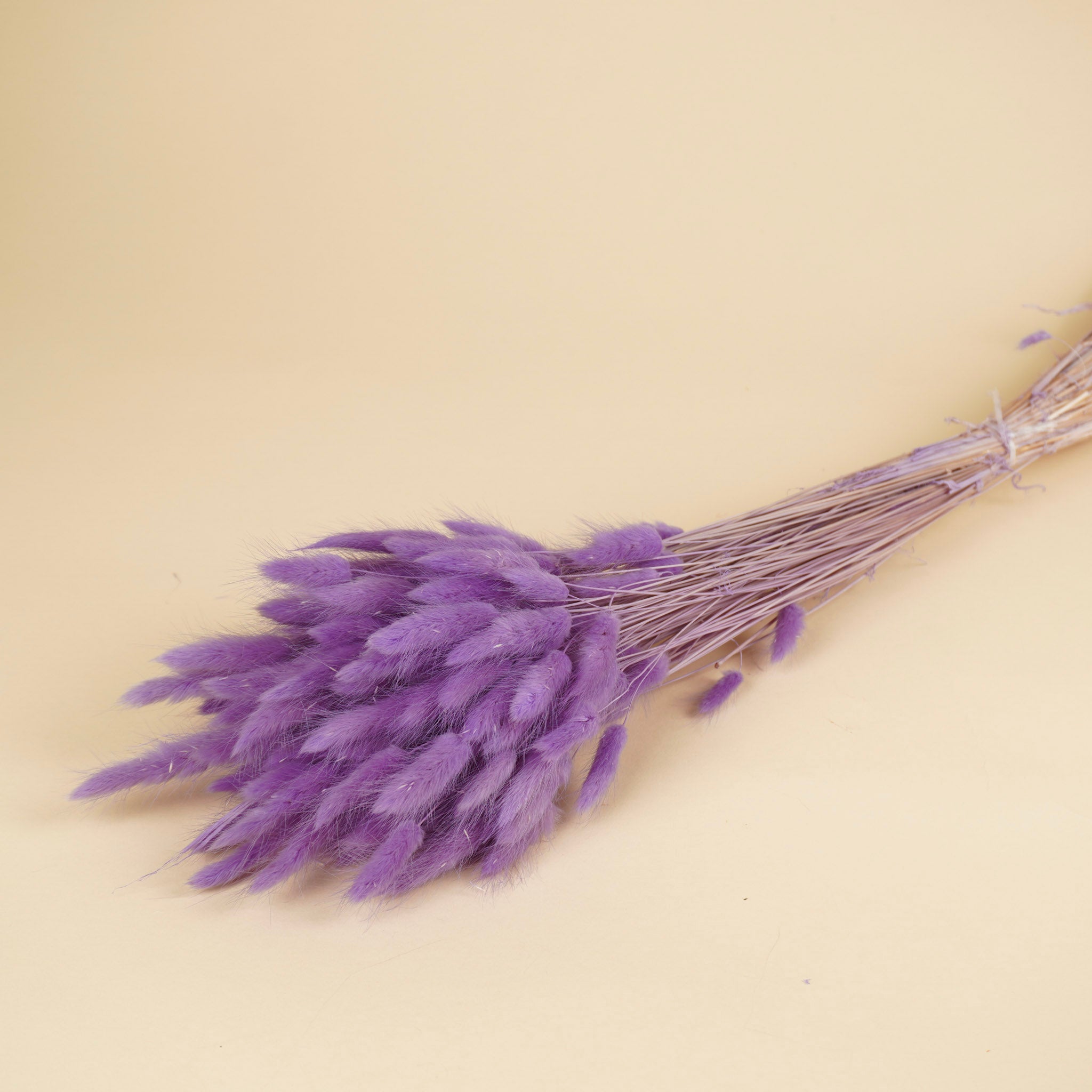 Séché Lagurus ovatus violet
