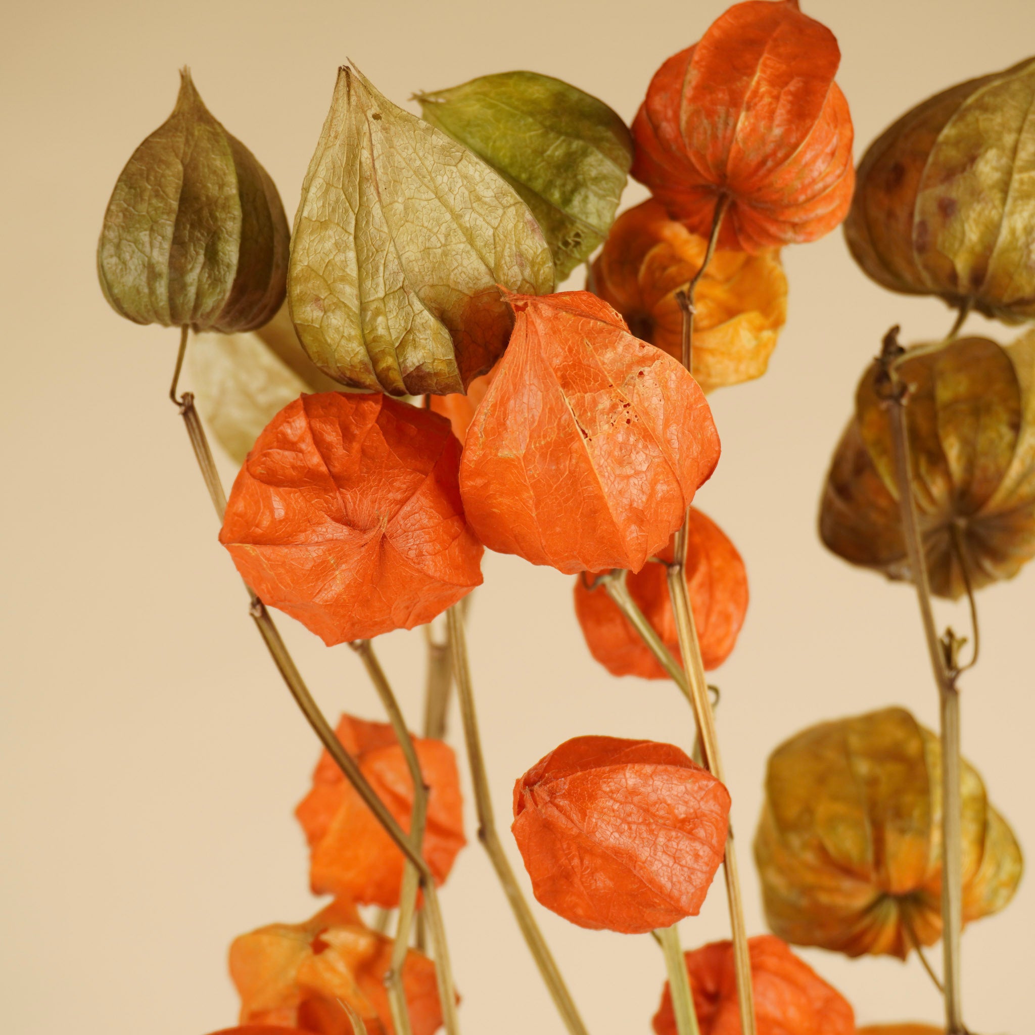 Gedroogde lampionplant (physalis) – oranje