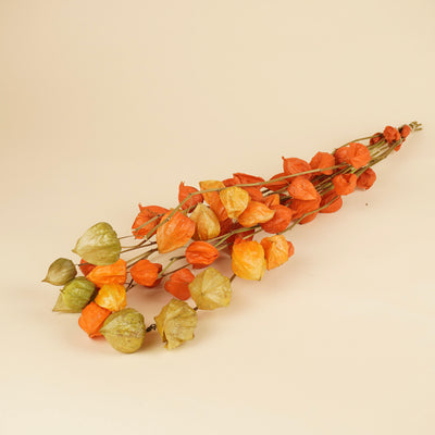 Gedroogde lampionplant (physalis) – oranje