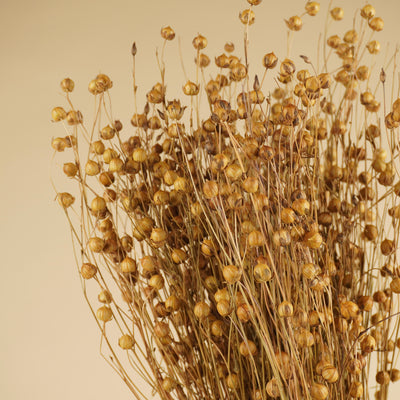 Dried Lino Vlas Naturel (Linum)