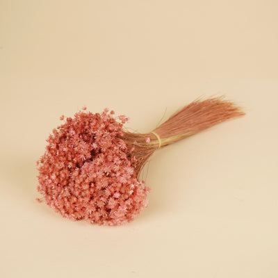 Dried Marcela Pink Flowers