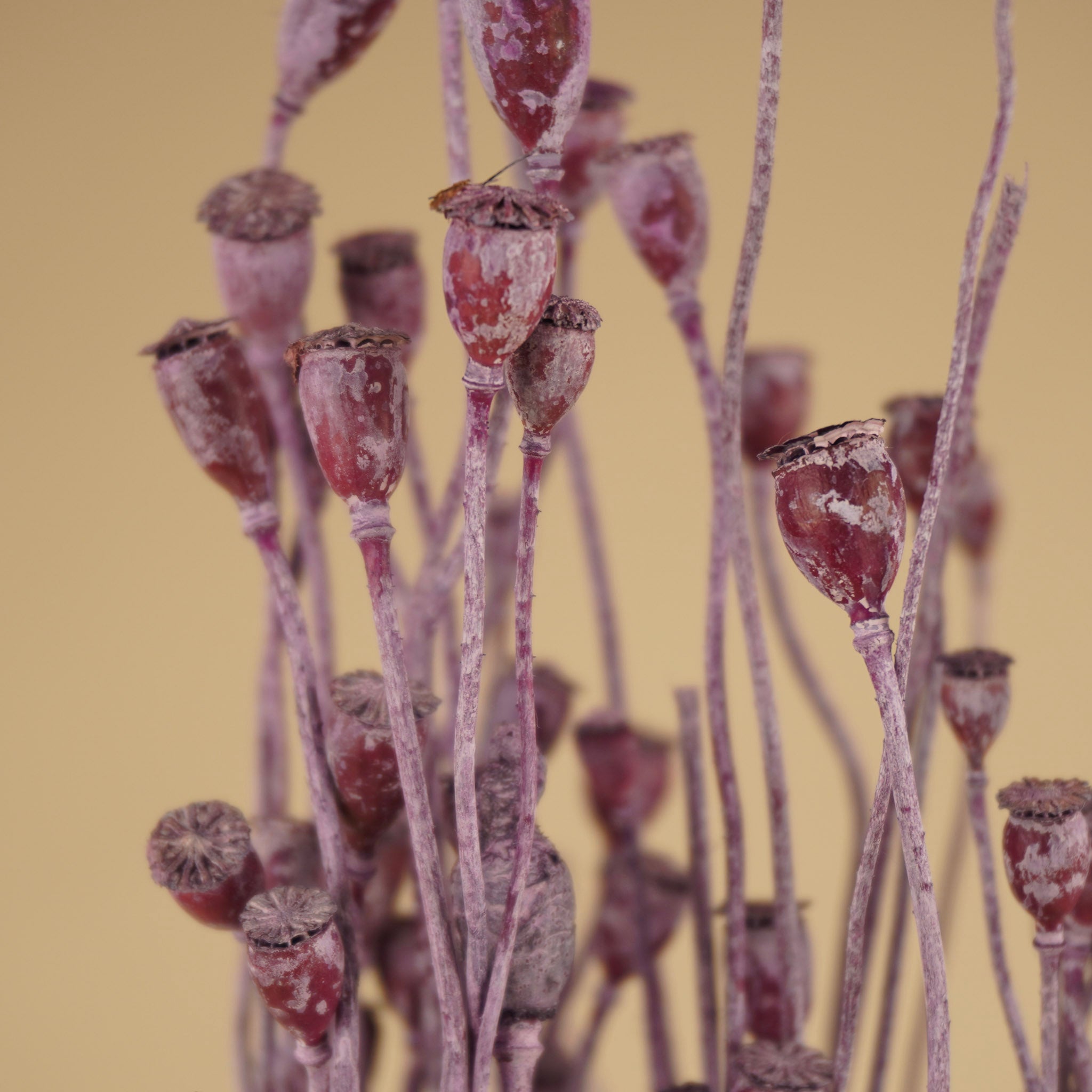 Gedroogde mini papavers – milka