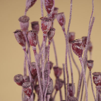 Gedroogde mini papavers – milka