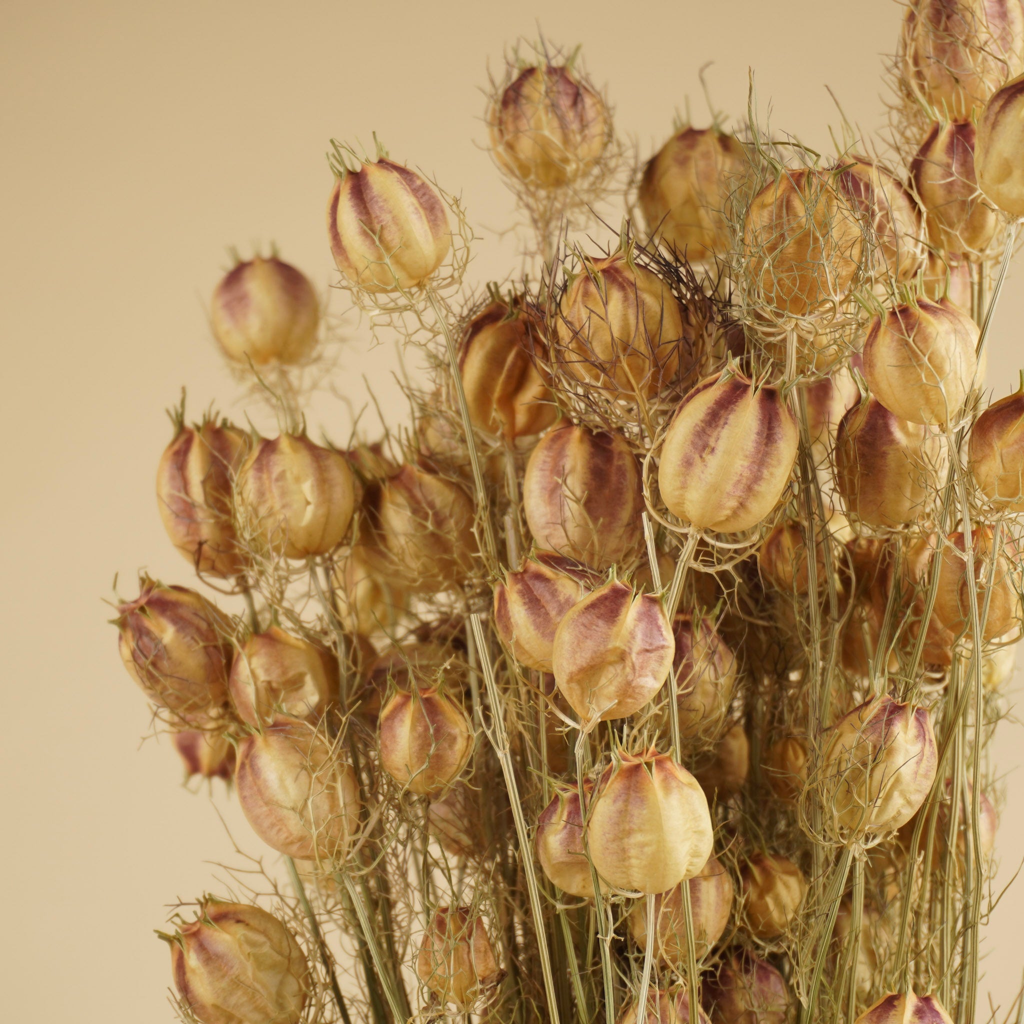 Dried Nigella Green