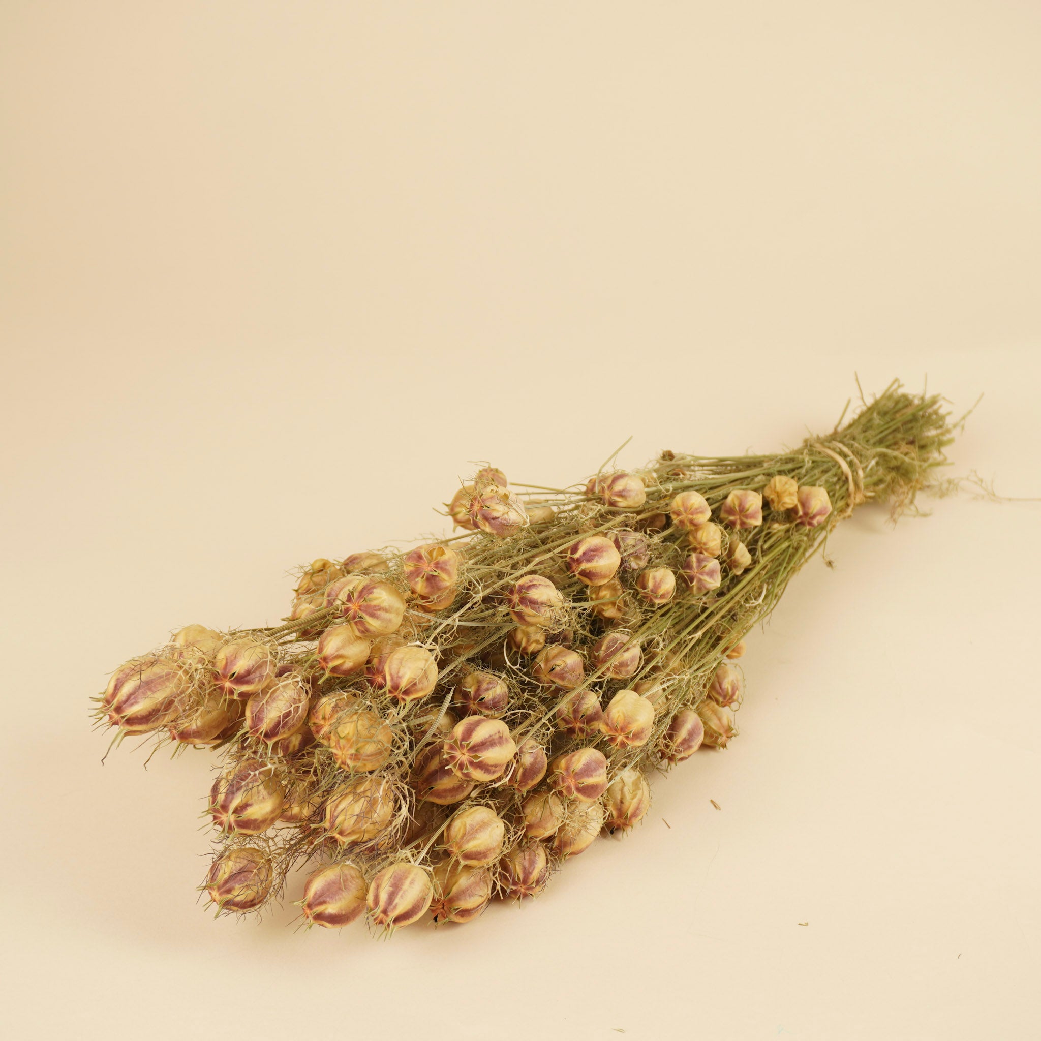 Dried Nigella Green