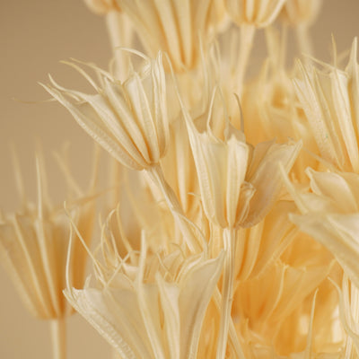 Dried Nigella Orientalis bleached